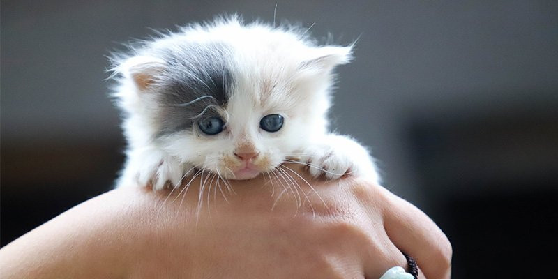 Purina